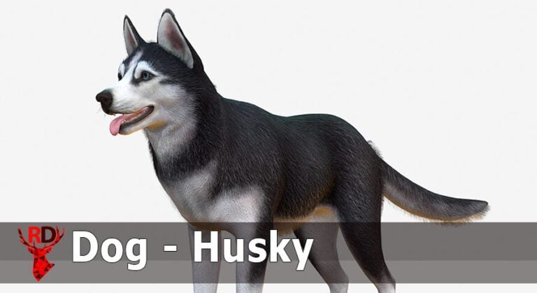 Dog – Husky download