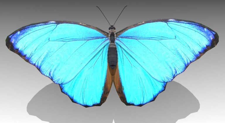 Blue Morpho Butterfly download