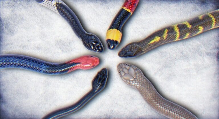 Animated Snakes Volume 5 download