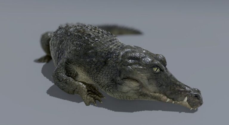 CROCODILE download