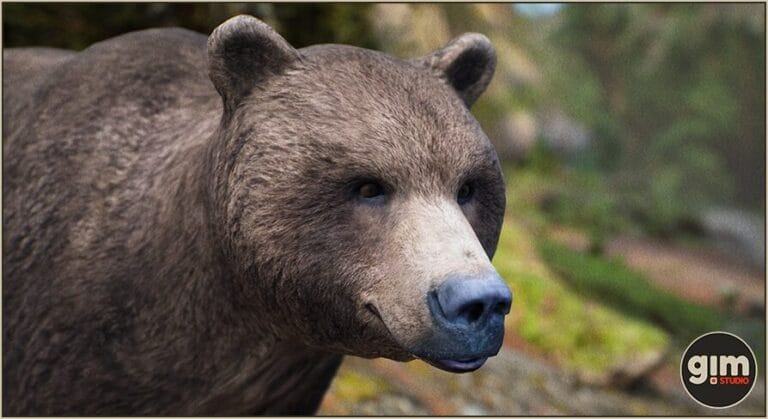 Animalia – Brown Bear (male) download