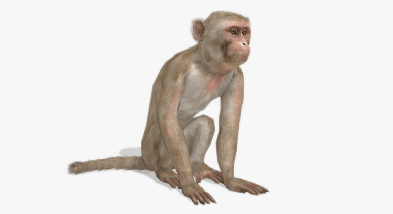 Macaque download