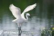 Egret Animated | Blender 3D Model download