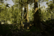 Low Poly Rainforest Pack download