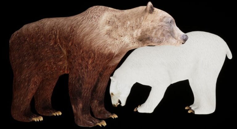 Bears pack download