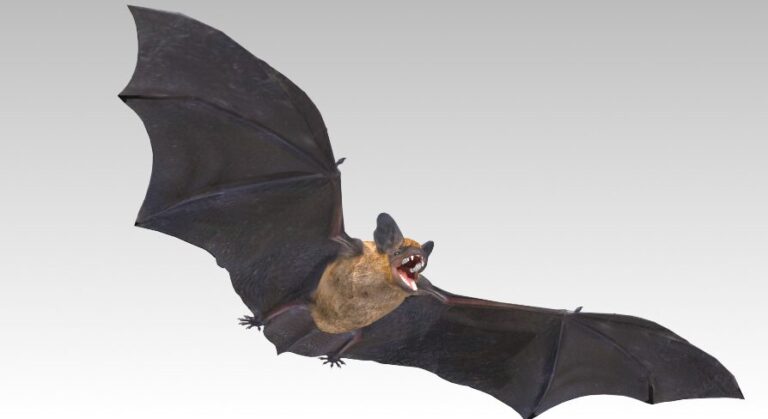 Common Pipistrelle Bat download