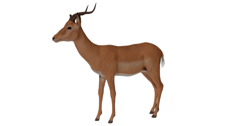 Antelope Impala download