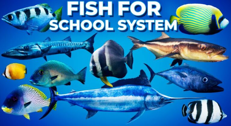 Fish for Fish School System download