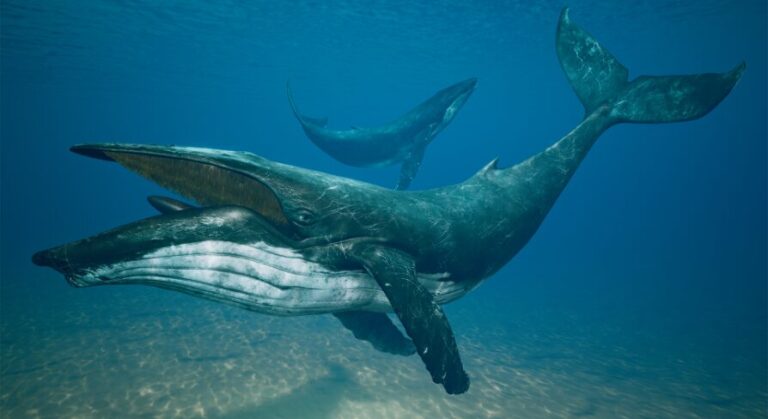 Humpback Whale download