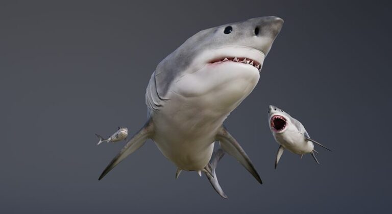 OCEAN LIFE: GREAT WHITE SHARK download