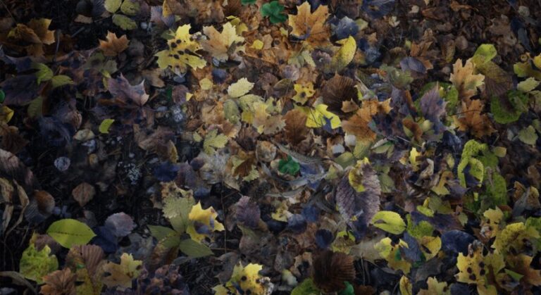 Leaves aplenty download