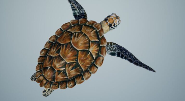 Sea Green Turtle download