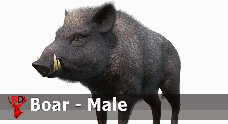 Wild Boar – Male download