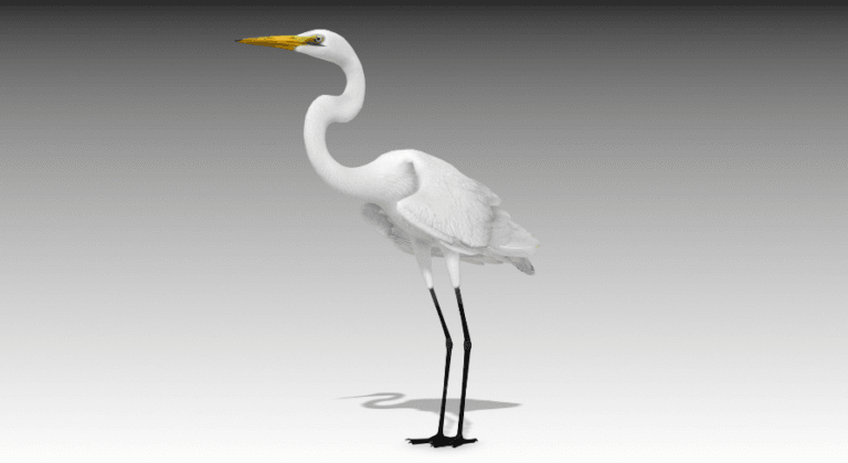 Egret download