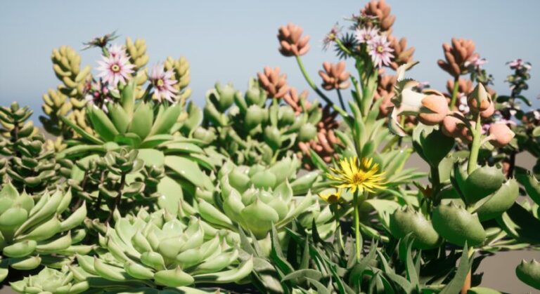 Succulent plant desert potting download