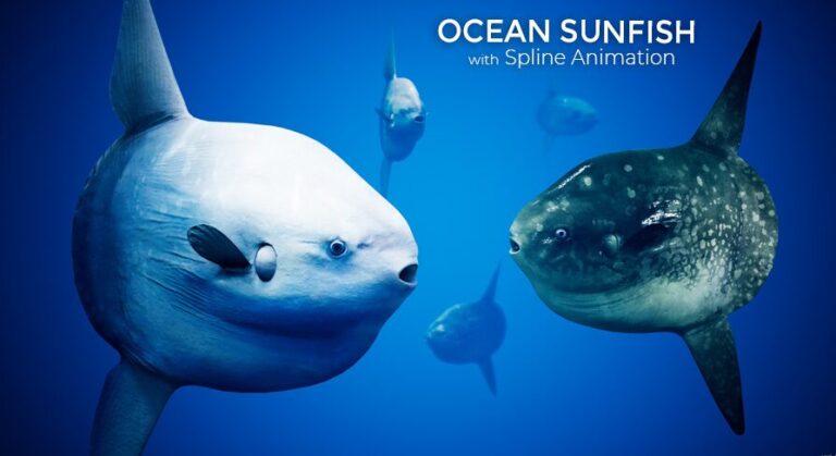 Sunfish Mola Mola with Spline System download