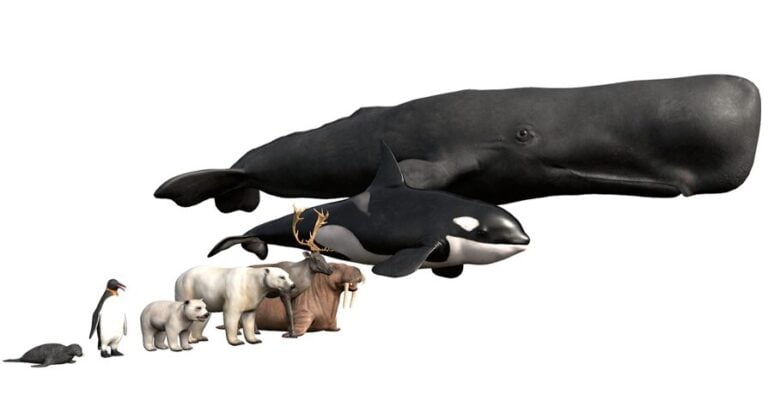 Arctic Animal Pack download