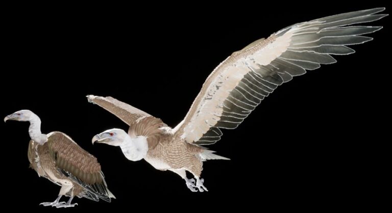 Vulture download
