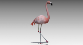Flamingo Animated download