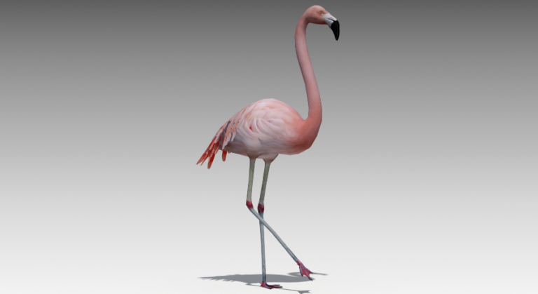 Flamingo Animated download