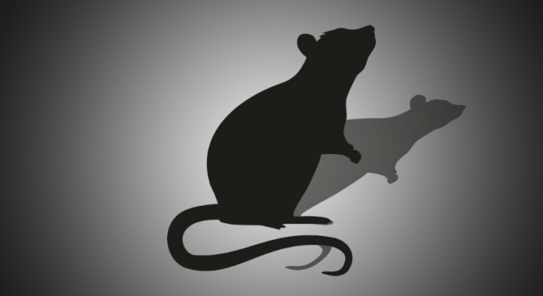Mutant Rat Mouse download