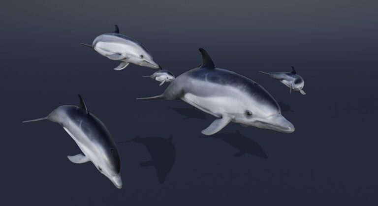 OCEAN LIFE: DOLPHIN download