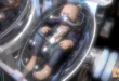 Baby In Capsule download