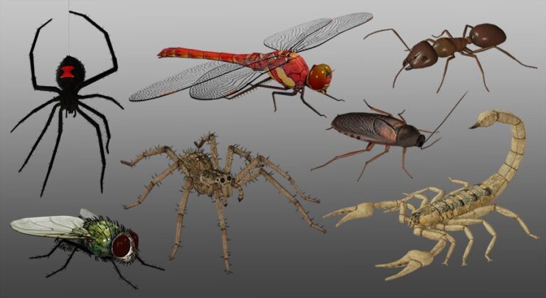 Medhue Insect Pack download