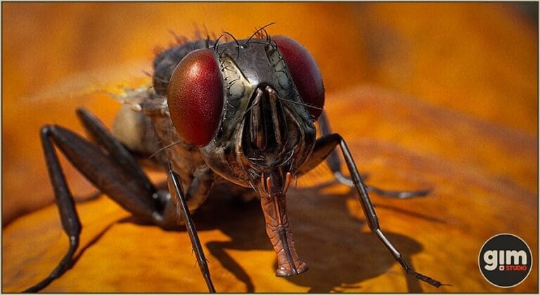 Animalia – Housefly download