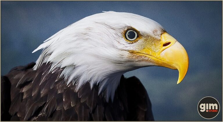 Animalia – Bald and Golden Eagle download