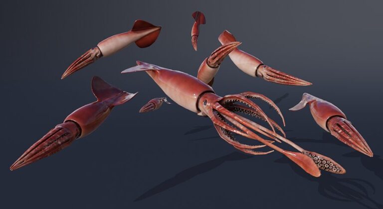 OCEAN LIFE: HUMBOLDT SQUID download