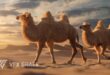 Bactrian Camel Animated | VFX Grace download